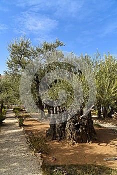 Ancient olive trees in the garden of Gethsemane, Jerusalem