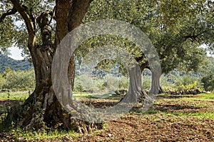 Ancient olive trees in olive grove