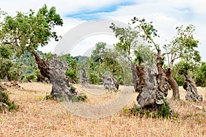 Olive trees in plantation with knobby trunk on olive tree plantation in Mallorca, Majorca, Spain