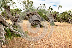 Olive trees in plantation with knobby trunk on olive tree plantation in Mallorca, Majorca, Spain photo