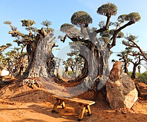 Ancient olive trees with knobby gnarly giant trunks and roots