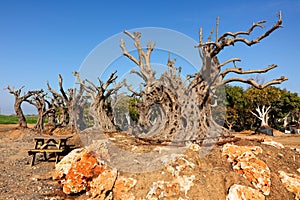 Ancient olive trees with knobby gnarly giant trunks and roots regenerate and reborn on the plantation