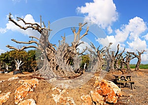 Ancient olive trees with knobby gnarly giant trunks and roots (several hundred years old) grow on the plantation