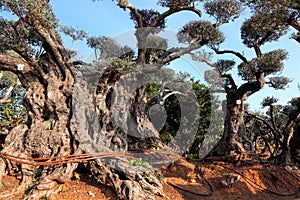 Ancient olive trees with knobby gnarly giant trunks and roots (several hundred years old) grow on the plantation