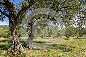 Ancient olive trees in olive grove