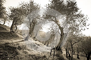 Ancient olive trees of the Pisan countryside