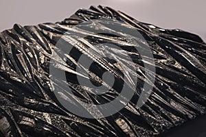 Ancient Orthoceras Fossils