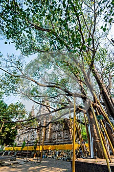 Ancient pagoda in Chet Yod temple