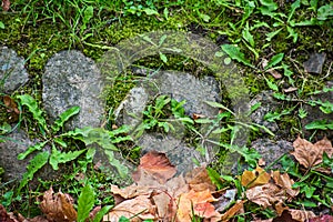 Ancient paving stones overgrown with grass and dry leaves