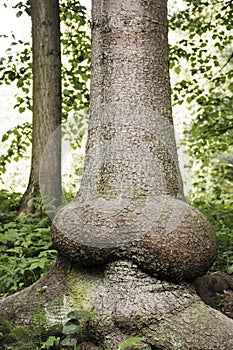 Ancient perennial tree with a trunk similar to erect penis.