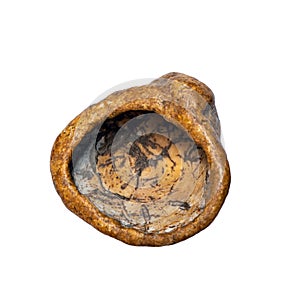 Ancient petrified shell isolated on white background