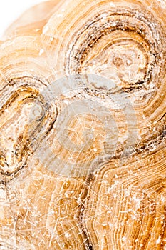 Ancient petrified wood closeup