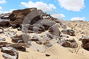 Ancient petrified wood fossil pieces in Fayoum desert photo