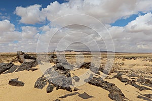 Ancient petrified wood fossil pieces in Fayoum desert photo