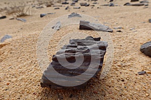 Ancient petrified wood fossil pieces in Fayoum desert photo