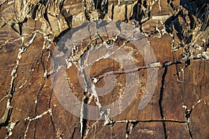 Ancient petroglyphs in Altai mountains
