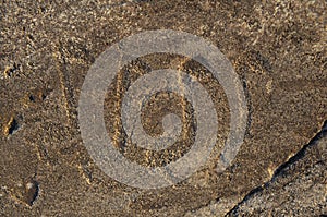 Ancient petroglyphs carved on the rocks of the Onega Lake in Karelia