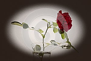 Ancient photo of rose