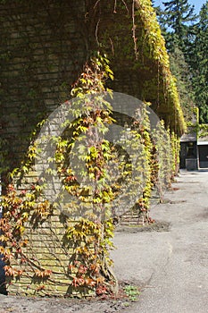 Ancient pillars with grapevine at Dutch graveyard Rusthof, Netherlands