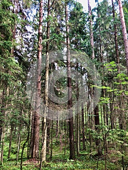 Ancient pine forest in Karelia