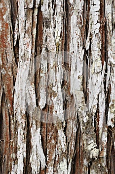 Ancient pine texture