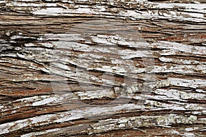 Ancient pine texture