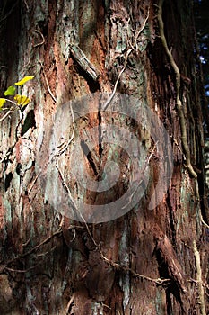 ancient pine tree bark detail