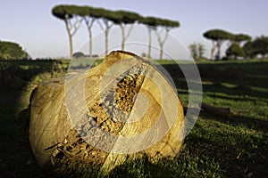 Ancient pine tree cut down in the Aqueducts Park.