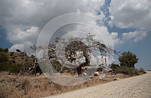 Ancient Pine Tree, Pinus brutia,  at Platani Village in Northern Cyprus