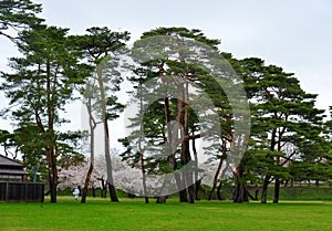 Ancient pine trees in the ancient castle Goryokaku in Hakodate