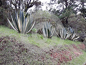 Ancient plants in Campos do JordÃÂ£o photo