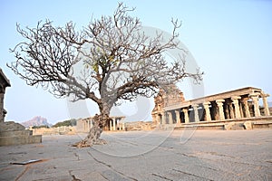 Ancient Plumeria alba tree in Vitthala Temple in Hampi