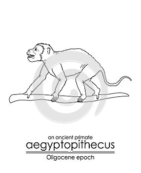 An ancient primate, aegyptopithecus