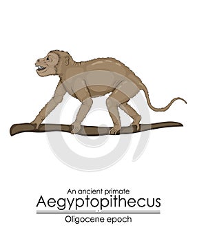 An ancient primate, Aegyptopithecus photo