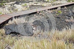 Pu`u Loa Petroglyphs. Volcanoes National Park, Big Island Hawaii