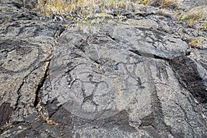 Pu`u Loa Petroglyphs. Volcanoes National Park, Big Island Hawaii photo