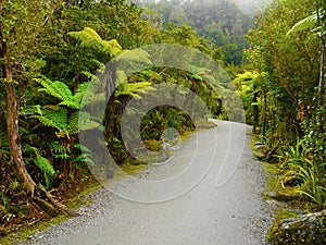 Ancient Rainforest, Tree Ferns