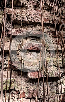 Ancient red brick wall with tree roots background
