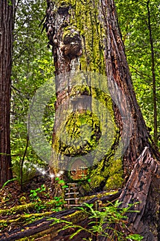 Ancient Redwood Tree in forest with fairy door and fairy light sparkles