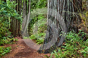 Ancient Redwood tree next to hiking trail in forest