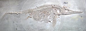 Ancient reptile fossil