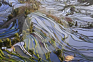 Ancient Rice Terraces