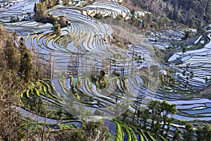 Ancient Rice Terraces