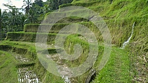 Ancient rice terraces at tegallang in bali photo