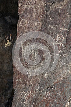 Ancient rock drawings, deer, camel, elephant