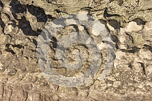 Ancient rock texture