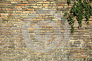 Ancient Roman brick wall with caper plant