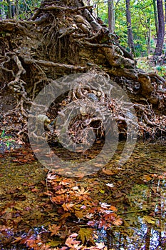 Ancient roots in the river