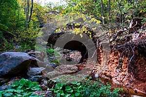 Ancient roots in the river