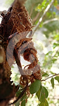 An ancient rope tied in a historic tree